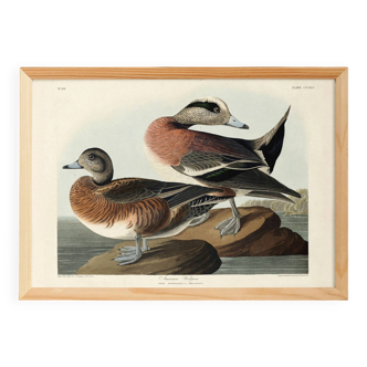 Poster about the American Wigeon, based on an old engraving