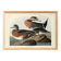 Poster about the American Wigeon, based on an old engraving