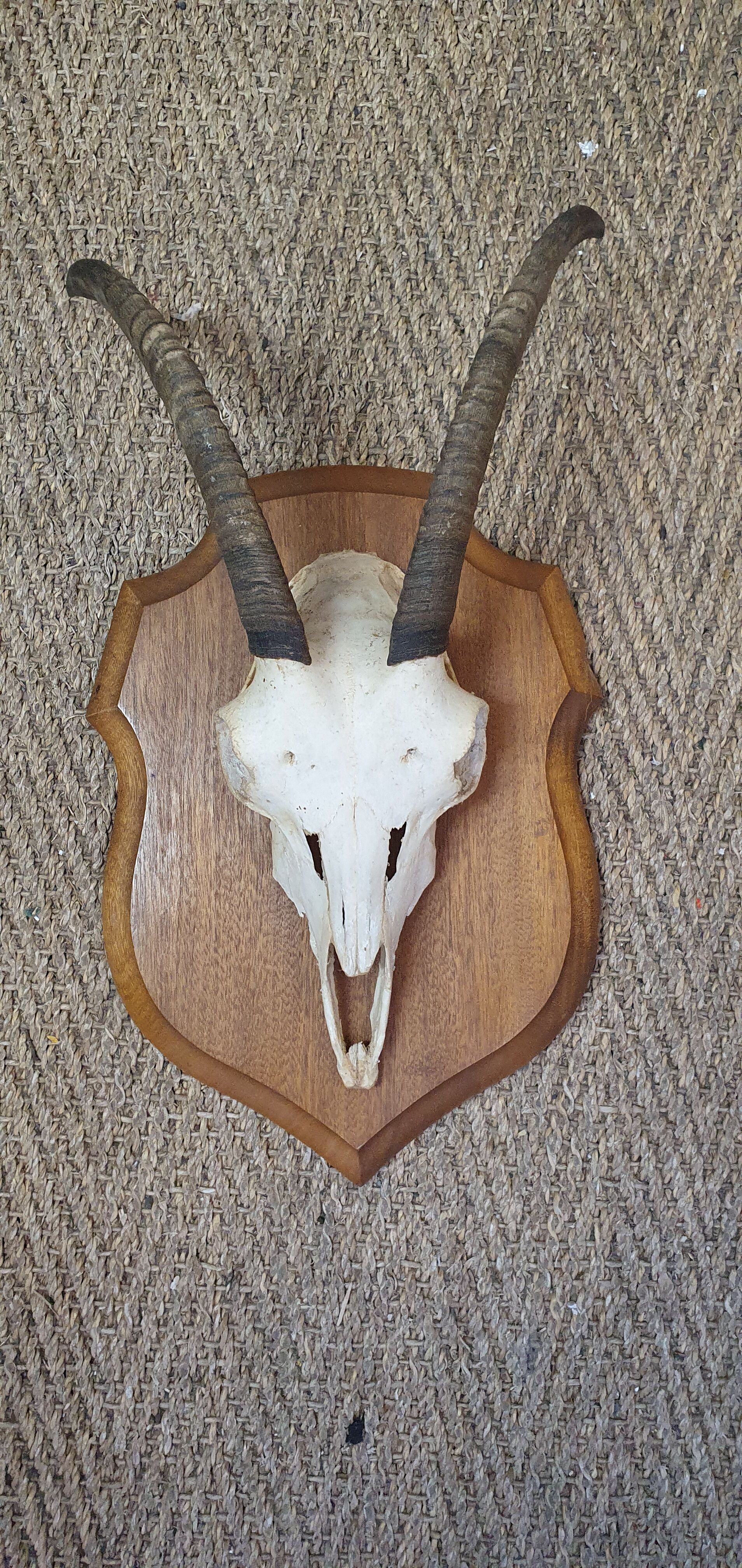 Massacre of chamois on wooden crest