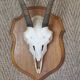 Massacre of chamois on wooden crest