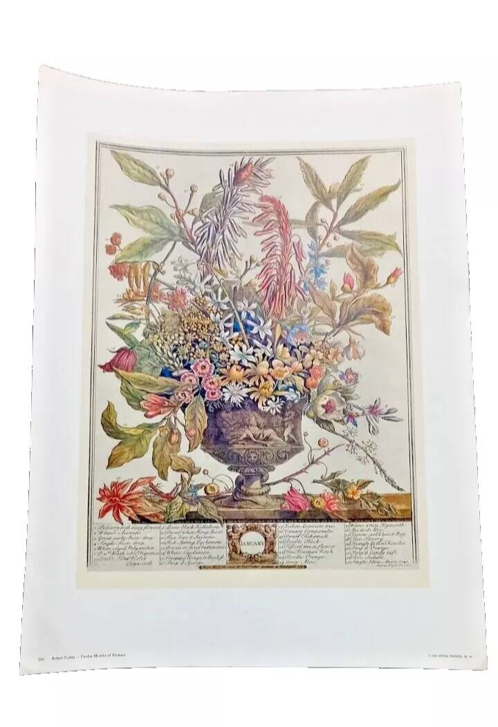 Lot of 19th century Floral Engravings - Vintage Art Print Flowers - 12 months - Robert Furber