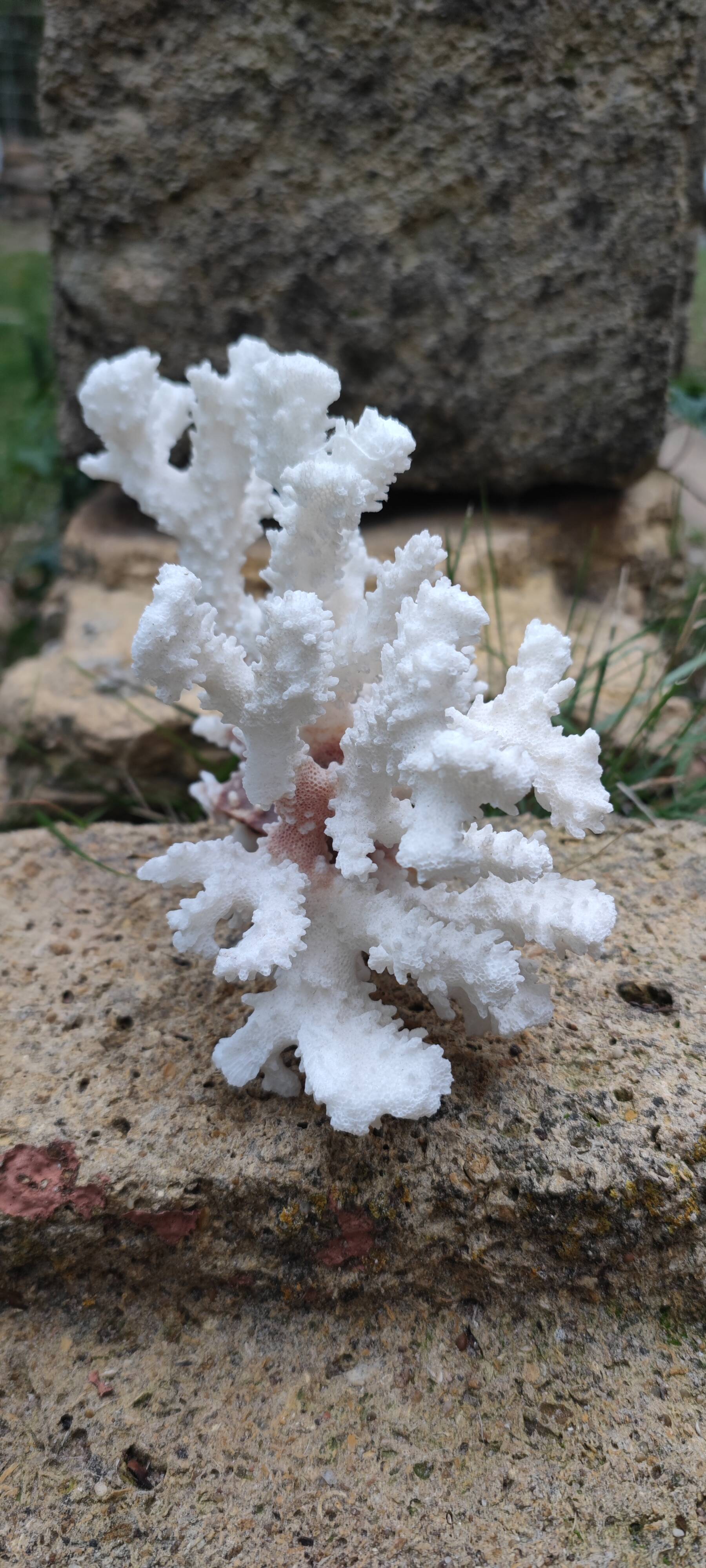 White coral (dead)decoration