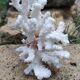 White coral (dead)decoration