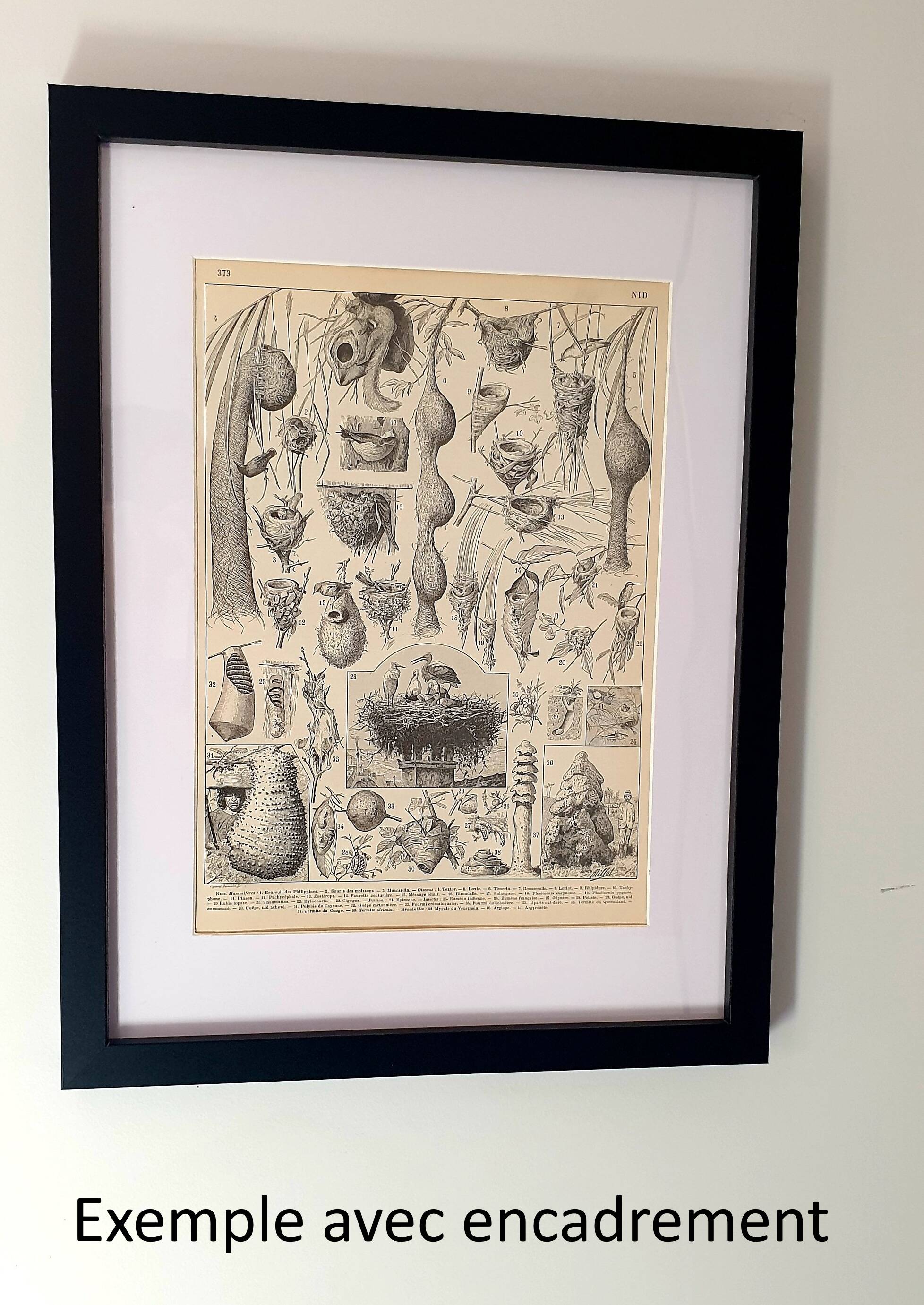 Old engraving 1922, Wheat, barley, cereal • Lithograph, Original plate