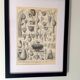Old engraving 1922, Wheat, barley, cereal • Lithograph, Original plate