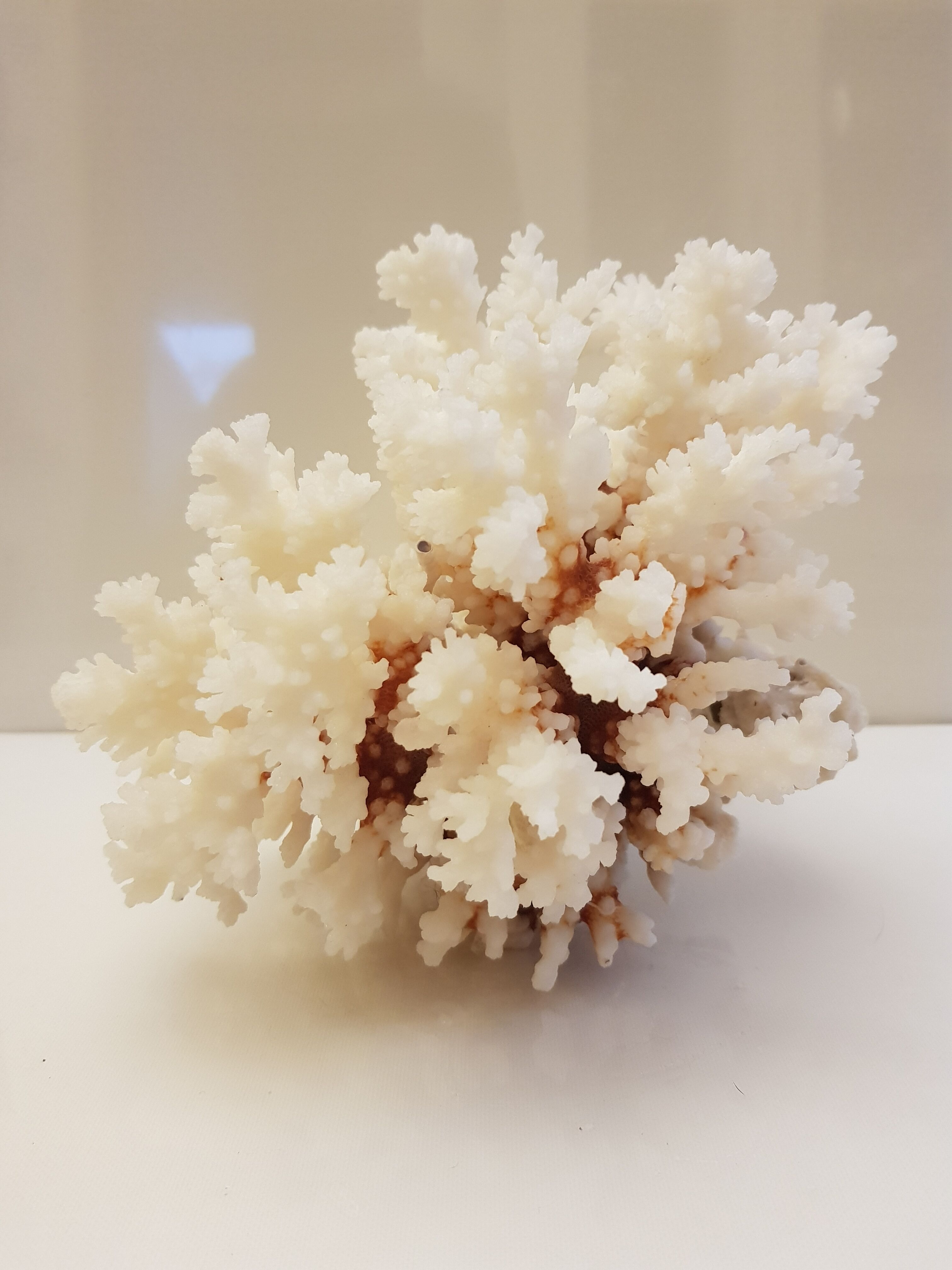 Coral 24 cm x 17
