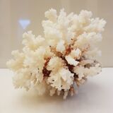 Coral 24 cm x 17