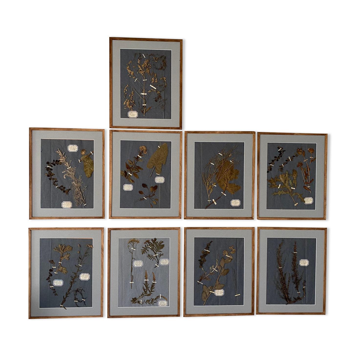 Herbarium