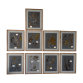 Herbarium