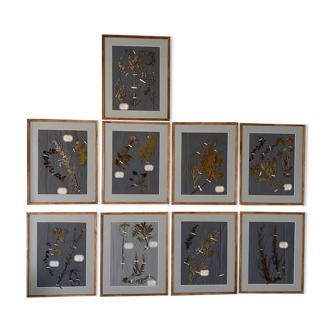 Herbier