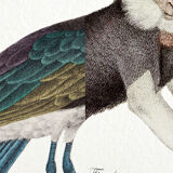 2 Chimeras lithography animal engraving