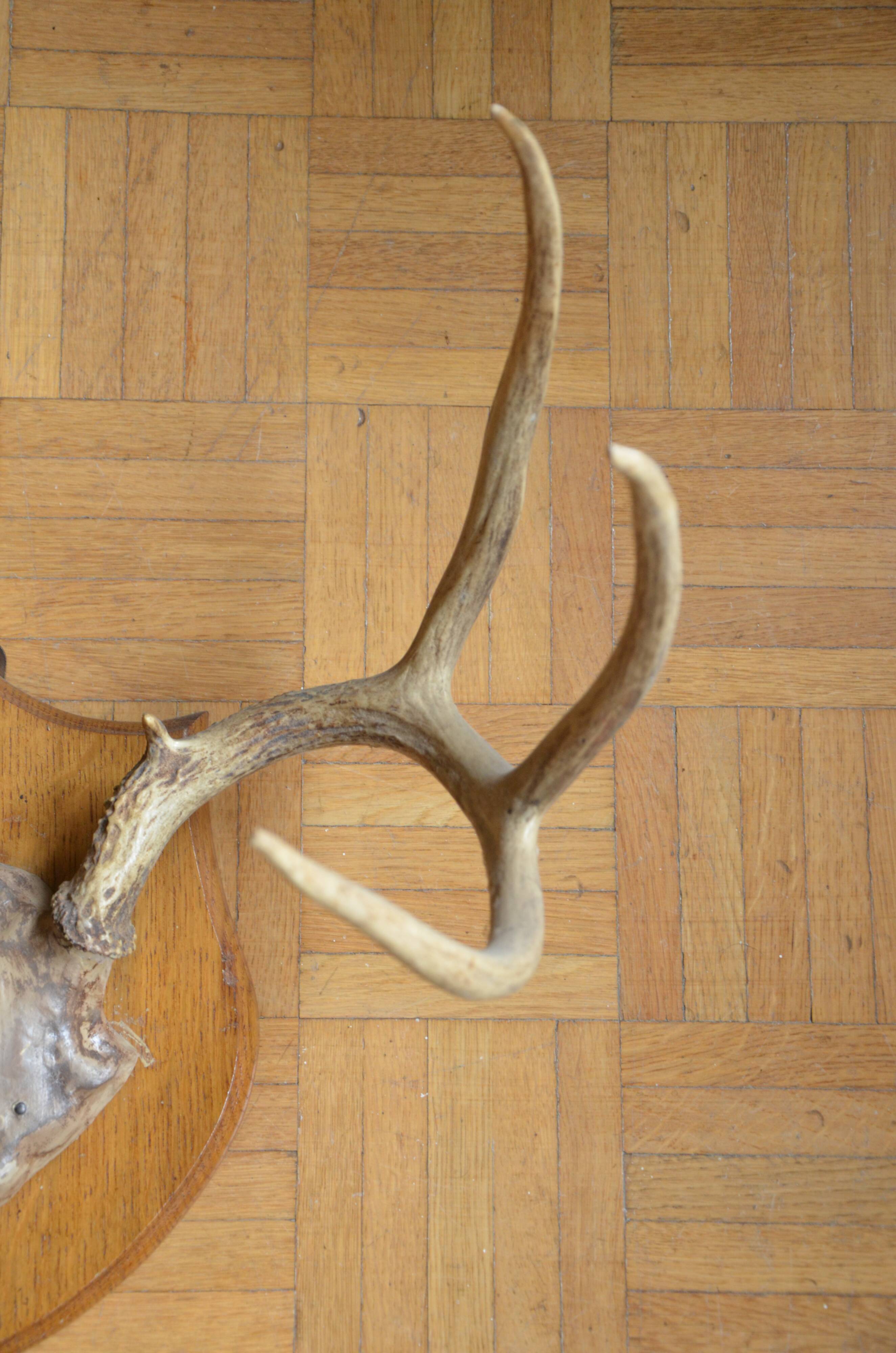 White-tailed deer massacre