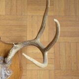 White-tailed deer massacre