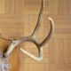 White-tailed deer massacre