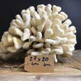 Coral cluster