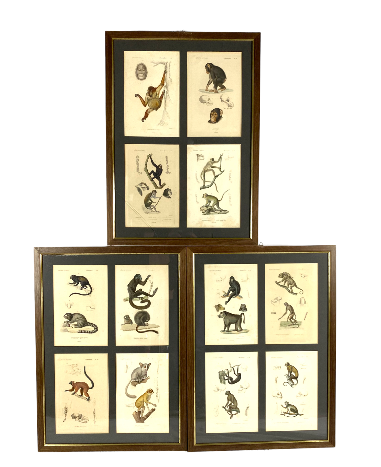 Set of 3 framed panels with 12 engravings from "Le Règne Animal" Georges