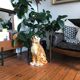 Tiger in earthenware