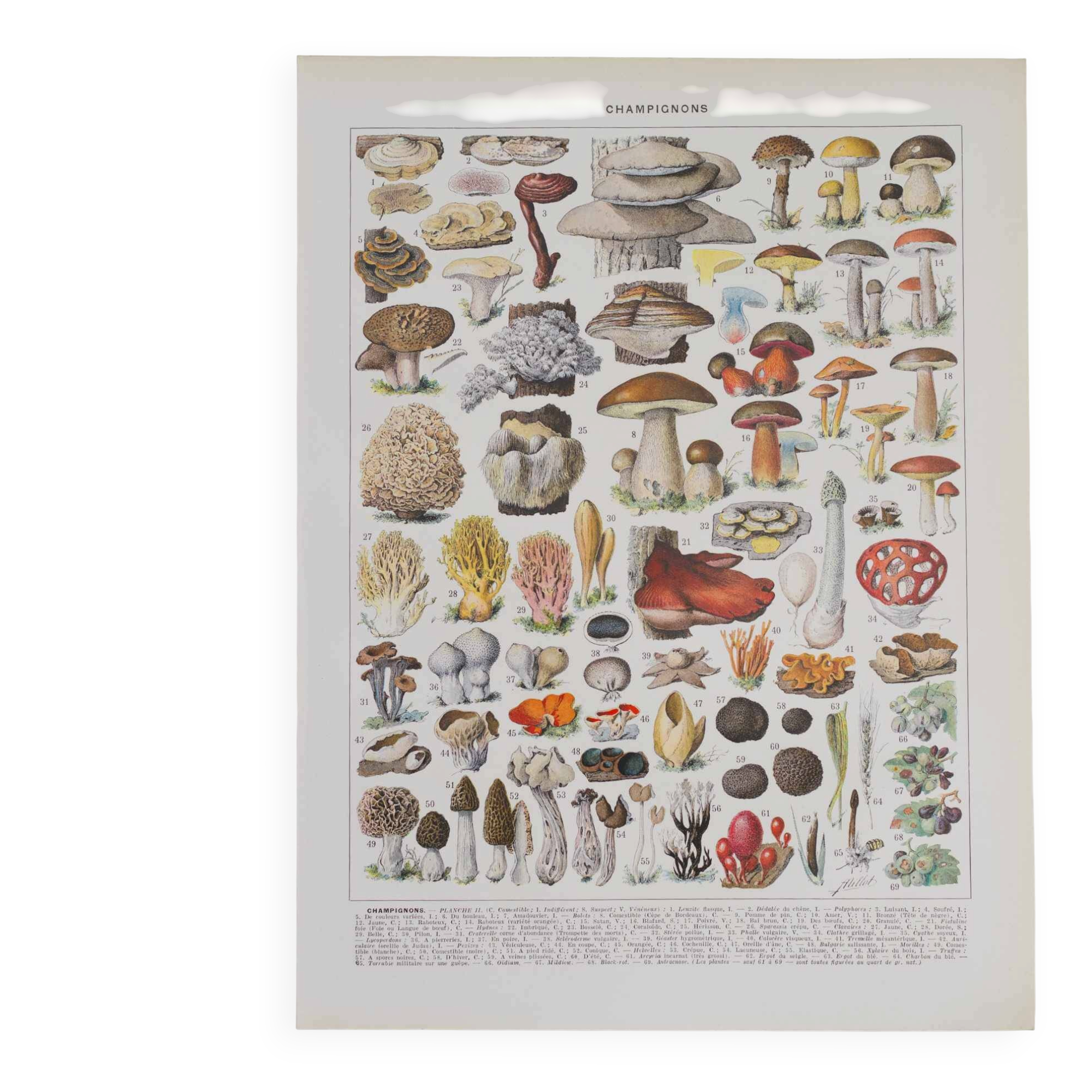 Original botanical plate "Mushrooms II" from 1929