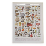 Original botanical plate "Mushrooms II" from 1929