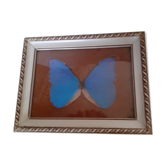 Cadre ancien papillon morpho