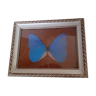 Ancient morpho butterfly frame