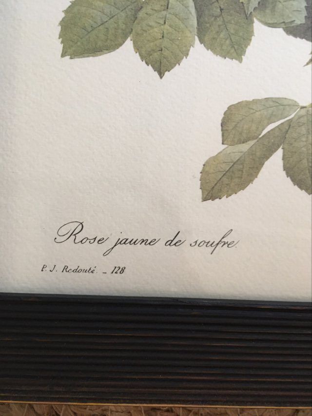 Redoute"Rosa sulfurea botanical plank