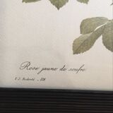 Redoute"Rosa sulfurea botanical plank