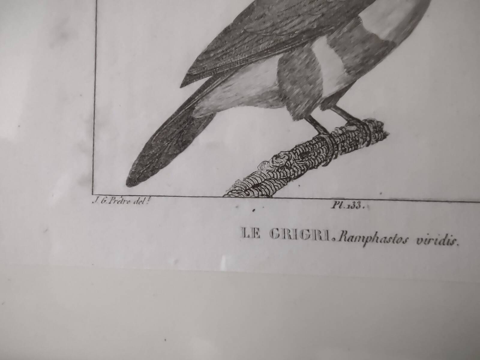 Small bird engraving from 1830 - Le Grigri - ornithological plate