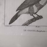 Small bird engraving from 1830 - Le Grigri - ornithological plate