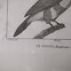 Small bird engraving from 1830 - Le Grigri - ornithological plate