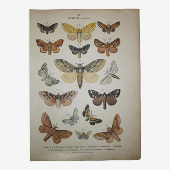 Gravure ancienne Papillons Dumi | Illustration de 1887 , Lépidoptere planche original rare