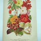 Botanical engraving from 1897. Begonia. Antique plate. Flower lithograph.