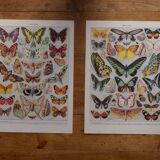 Lithographies originales sur les papillons