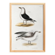 Poster about seagulls, based on an old lithograph from 1842.