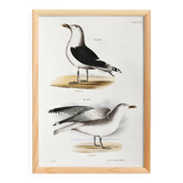 Affiche sur les goélands, d’après une lithographie ancienne de 1842.
