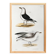 Poster about seagulls, based on an old lithograph from 1842.