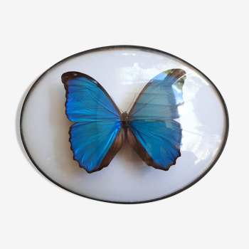 Naturalized morpho butterfly framed