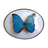 Papillon morpho naturalisé encadré
