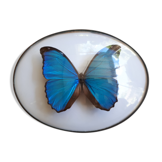 Papillon morpho naturalisé encadré