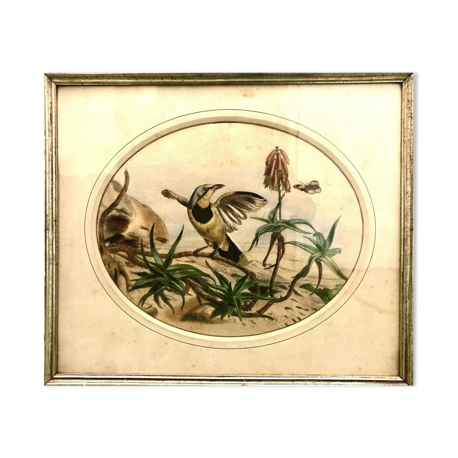 Painting old bird Ornithology nineteenth 1862