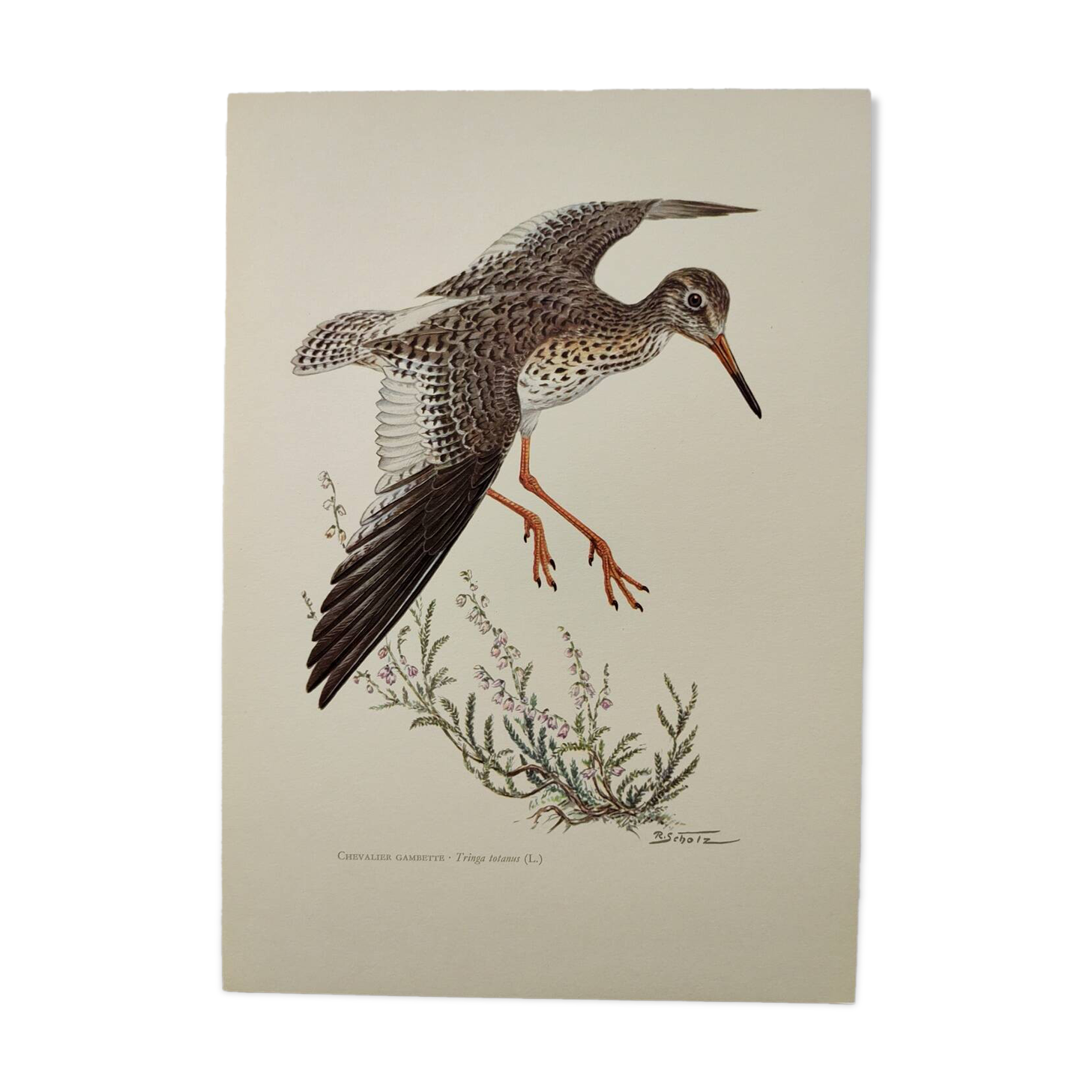 Antique bird plate from the 1960s - Knight Gambette - Illustration