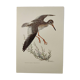 Planche ancienne oiseaux Années 1960 - Chevalier Gambette - Illustration