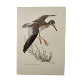 Antique bird plate from the 1960s - Knight Gambette - Illustration
