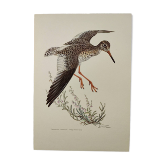 Planche ancienne oiseaux Années 1960 - Chevalier Gambette - Illustration