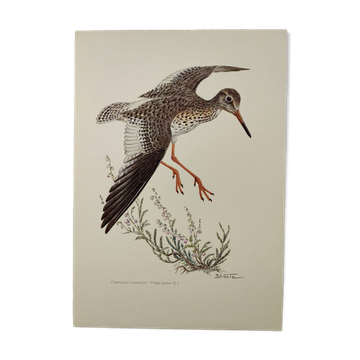 Antique bird plate from the 1960s - Knight Gambette - Illustration