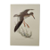 Planche ancienne oiseaux Années 1960 - Chevalier Gambette - Illustration