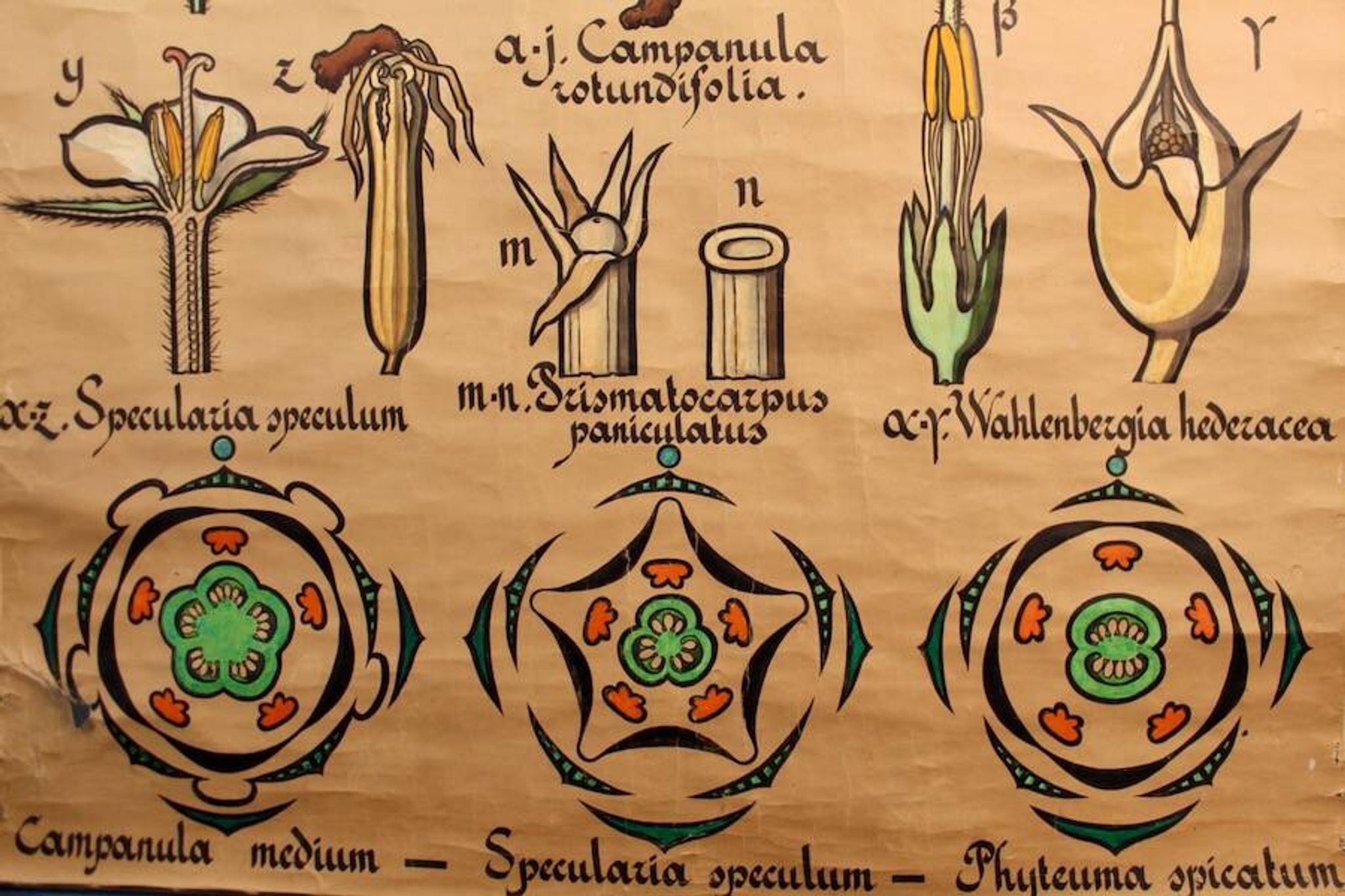 Educational poster, botanical chart of CAMPANULACEAE