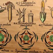 Educational poster, botanical chart of CAMPANULACEAE
