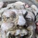 Old and original half-moon console head of Bacchus plaster/resin year 50 TBE