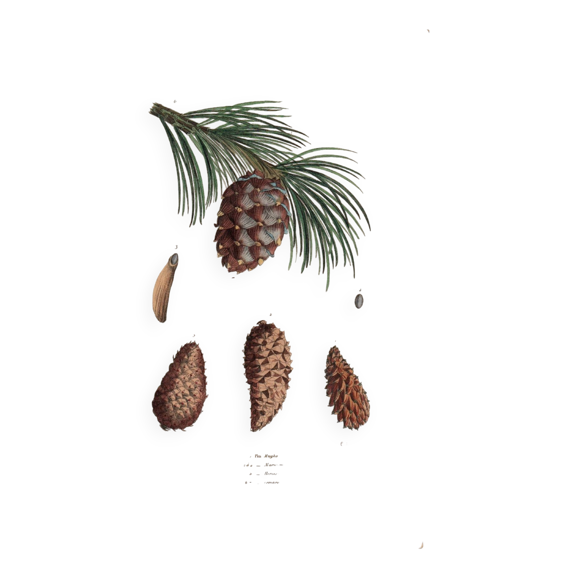 Old engraving from 1839 - Maritime pine and cones - hand-coloured plate